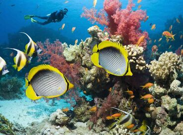 Yılbaşı Özel Sharm El Sheikh - Kızıldeniz Rotası (THY ile 5 Gece)